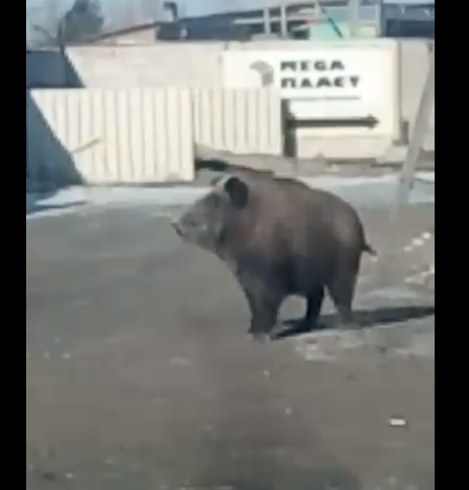 Раньше по улицам Читы бегали медведи, теперь вот кабан. 4 февраля 2020г.