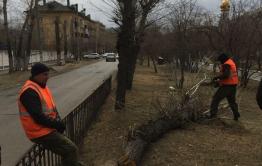 В Чите прокуратура оценит правомерность вырубки деревьев на аллее по ул. Горького