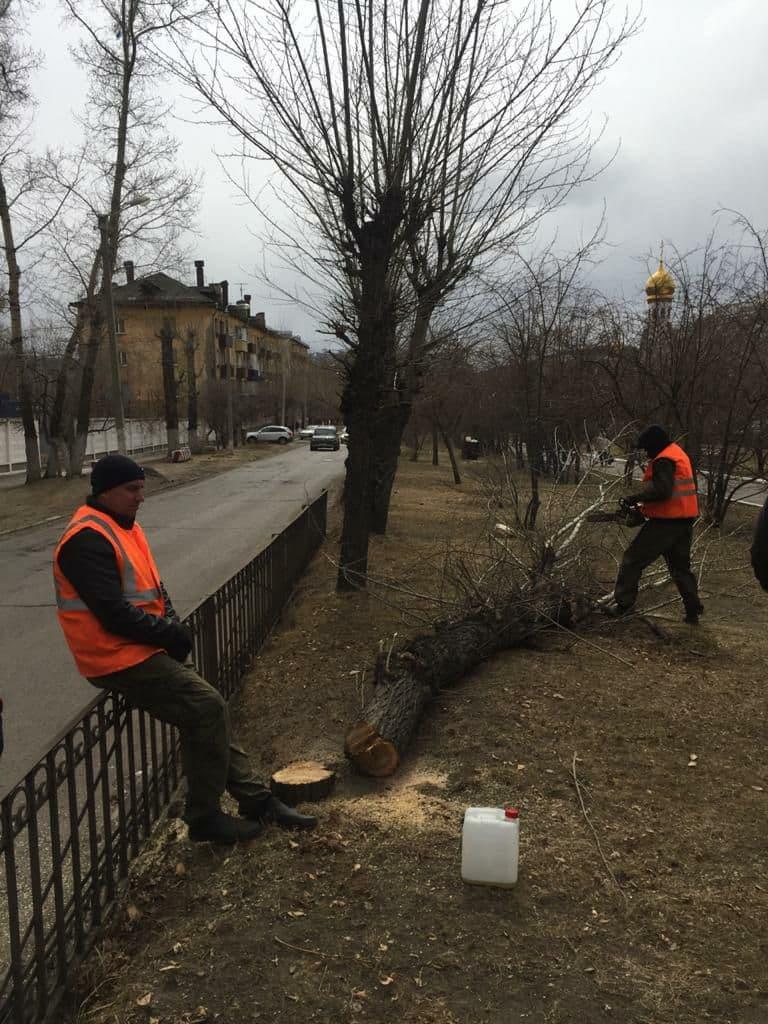 В Чите прокуратура оценит правомерность вырубки деревьев на аллее по ул. Горького