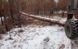 Забайкальцу грозит штраф за незаконную заготовку дров