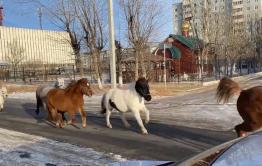 Шок: Бездомные лошади заполонили Читу (видео, 18+)