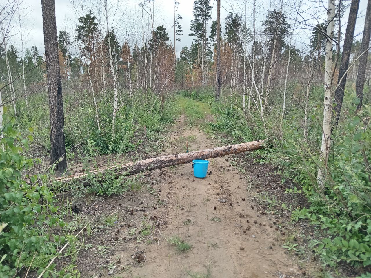 Лес рубят — искры летят