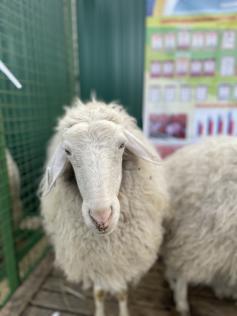 Снежана из Челутая- претендент на первое место в XVIII межрегиональной выставке овец и коз. 3 июня, Чита.