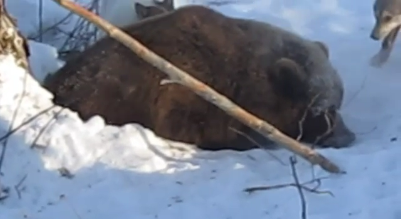 Что значит "взять медведя на берлоге". Видео прислано читателями "Вечорки" 12 декабря"