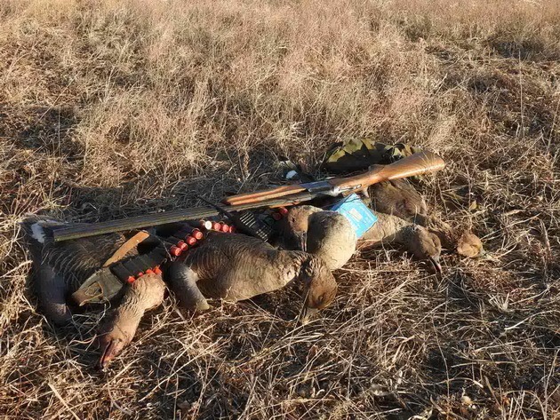 Браконьеры убили краснокнижных гусей в Даурском заповеднике