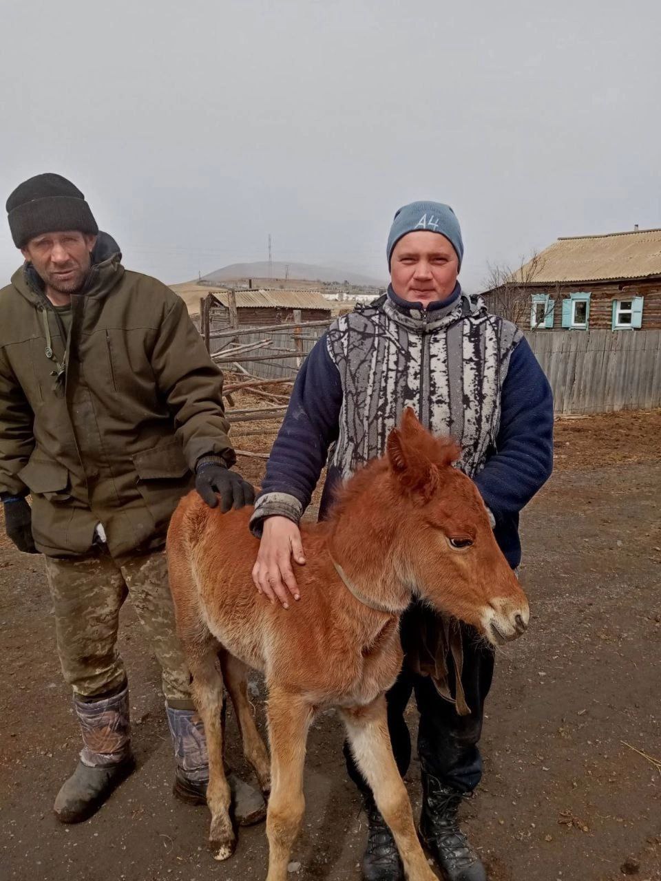 Нескольких лошадей спасли в Оловяннинском районе
