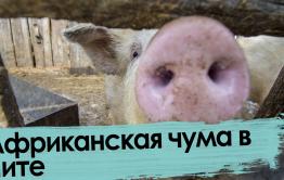 Всех читинских чушек уничтожат: вспышка африканской чумы свиней в Чите 