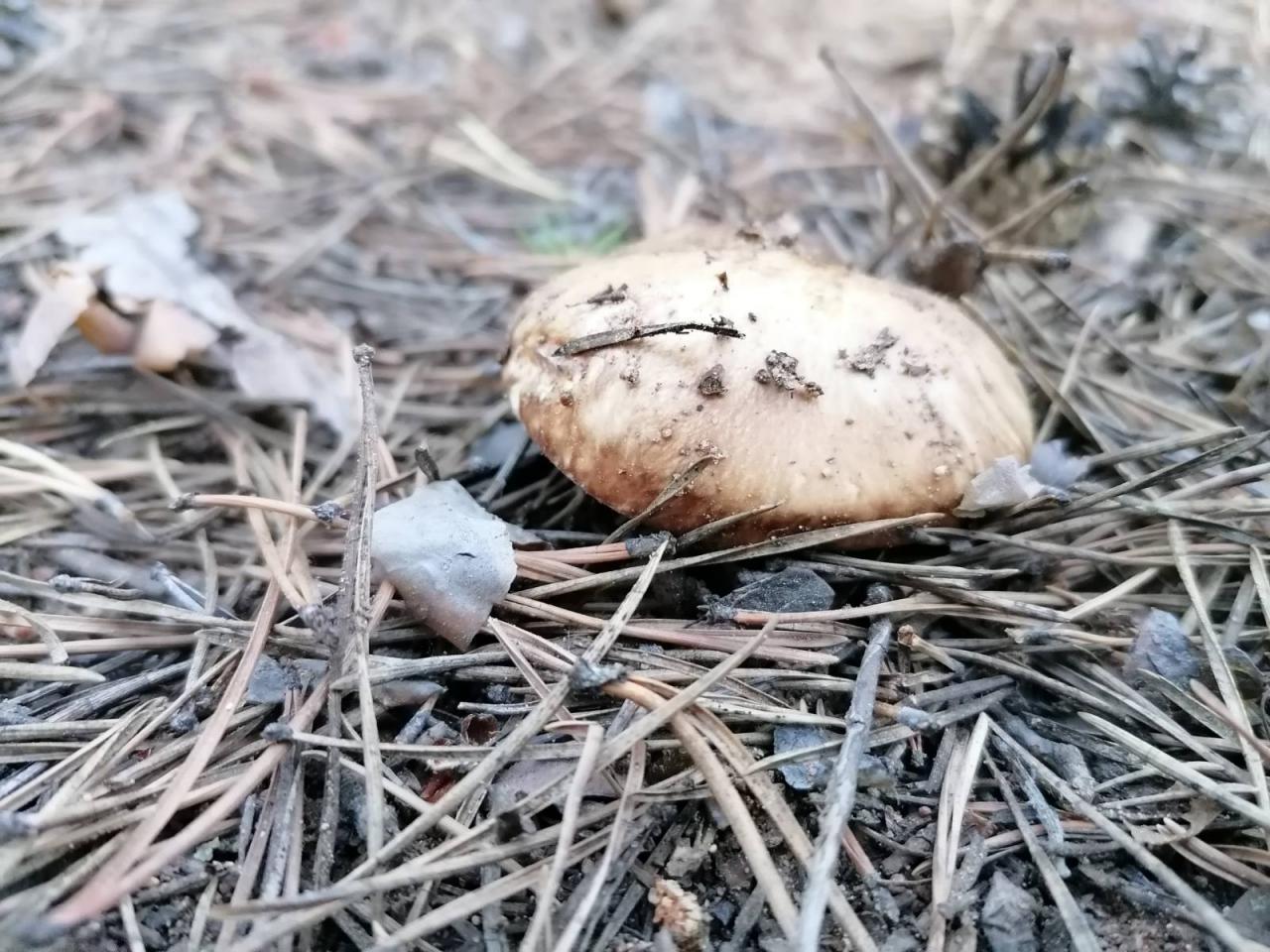 Аномальное Забайкалье: в этом году на месяц раньше положенного срока появились грибы - вот такие маслята были обнаружены нашим корреспондентом 14 июня в лесу в Сенной Пади