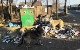  Очередная свалка мусора выросла в Чите