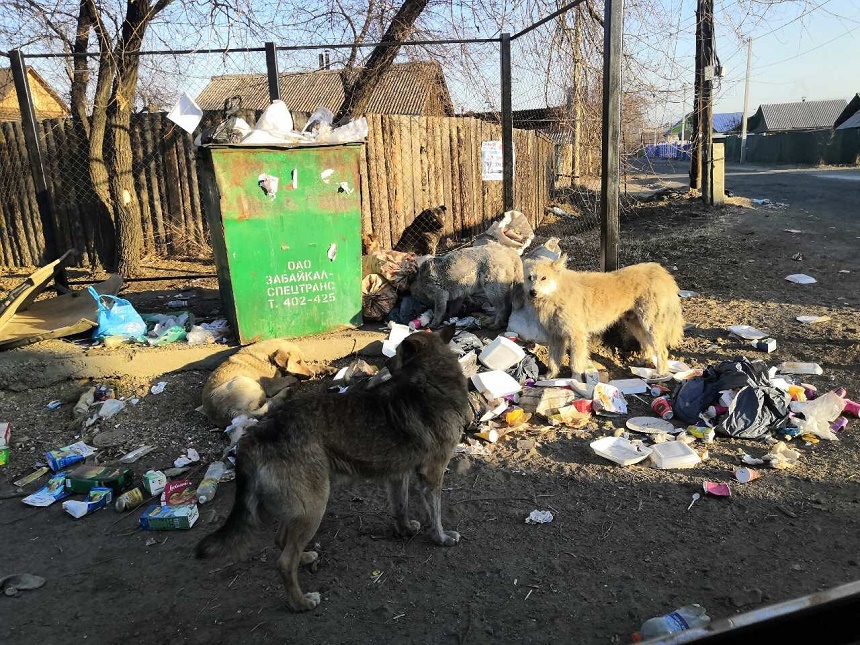  Очередная свалка мусора выросла в Чите