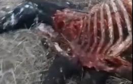 У кого нет коня: у животновода из Шилкинского района вновь убили лошадь