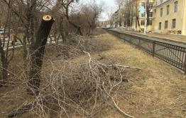 Читинцы пожаловались на вырубку деревьев в аллее на Горького