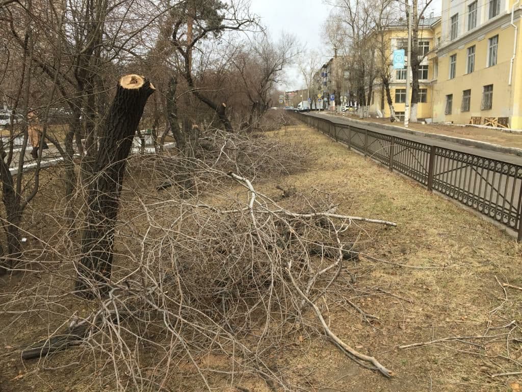 Читинцы пожаловались на вырубку деревьев в аллее на Горького