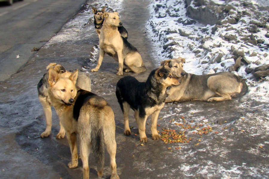 В Забайкалье бездомные собаки будут содержаться в приютах пожизненно