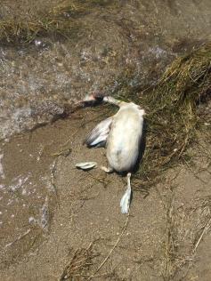 Дикие утки начали гибнуть на читинском озере Кенон, на берегу которого находится ТЭЦ-1. 4 июля