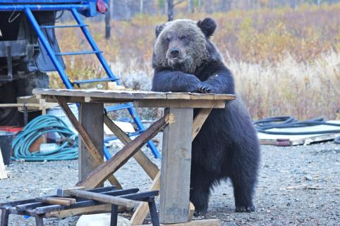 Медведей и волков из Читинского зоопарка избавят от стресса