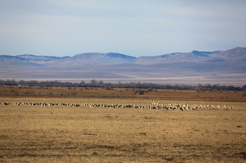 ​Дзерены продолжают массово бежать в Забайкалье из Монголии