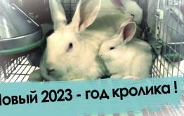 Новый 2023 - год кролика!