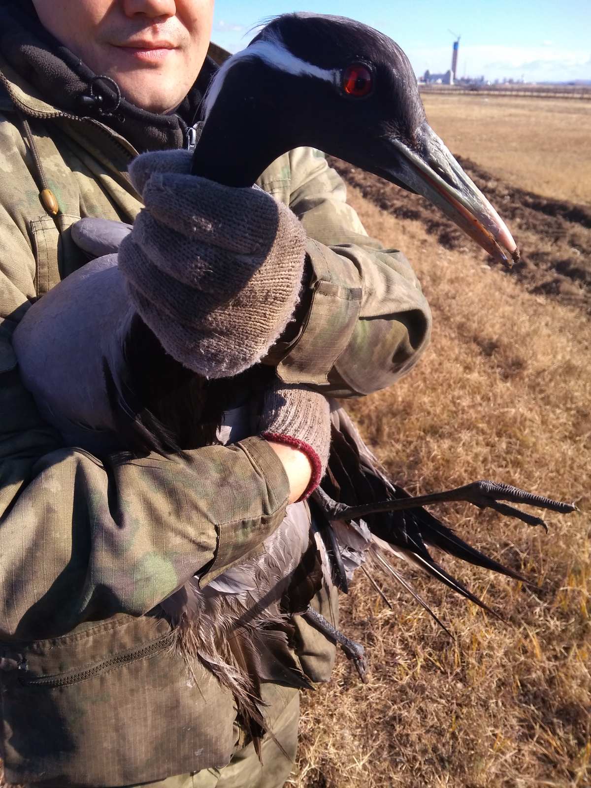 Сотрудники Забайкальской администрации нашли раненого краснокнижного журавля
