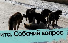 В России могут обязать регистрировать домашних животных
