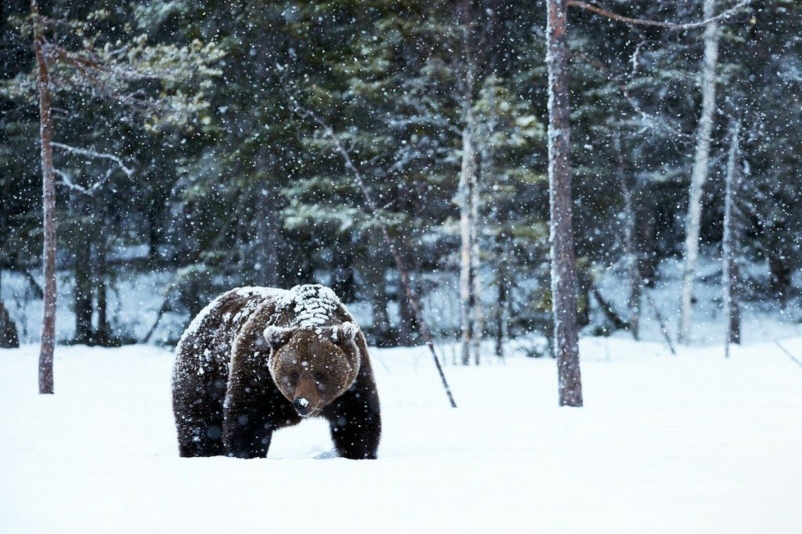 Медведь-шатун вышел в село Тупик в Забайкалье